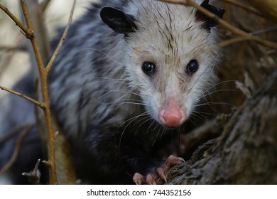 55 Angry Opossum Images, Stock Photos & Vectors | Shutterstock