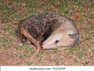 Possum Playing Dead At Night