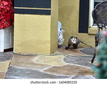 Possum Is Tearing And Ribbing Apart White Garbage Bag In Residential Tampa Florida Neighborhood