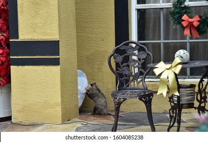 Possum Is Tearing And Ribbing Apart White Garbage Bag In Residential Tampa Florida Neighborhood