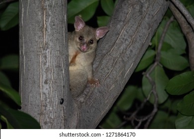 Possum Tree Stock Photo 1271864170 Biology Diagrams