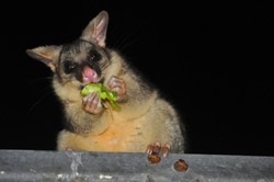 Possum, A Typical Animal From Australia 