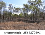 Post bushfire desert landscape, Daly Waters, Northern Territory, Australia