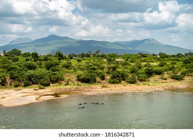 Post Monsoon Lush Green Landscape Of Sasan Gir, Girnar Hills And The Farms In Saurashtra Region Of  Gujarat. 