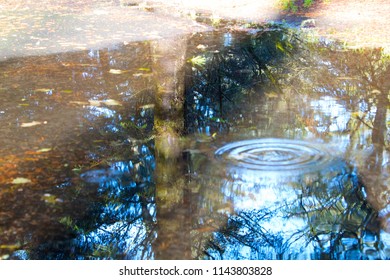 Post rainstorm reflections
