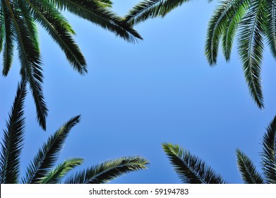 Postcard with palm leaves, blue sky background and a place for text