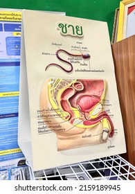 Poster Male Female Reproductive System And Model Health Education, 22 May 2022 ,