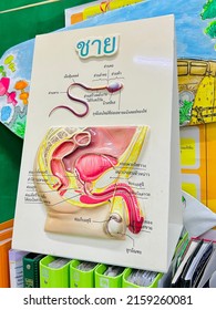 Poster Male Female Reproductive System And Model Health Education, 22 May 2022 ,