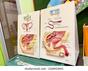 Poster Male Female Reproductive System And Model Health Education, 7 June 2022 ,Buriram Province.