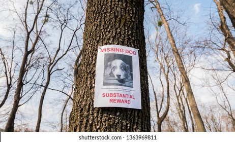 The Poster Of The Missing Dog Breed Australian Shepherd