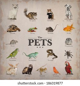 poster of pets in English