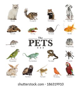 Poster Of Pets In English