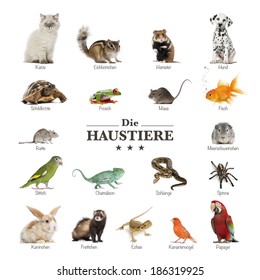 poster of pets in german