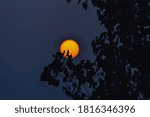  Posterize  image of sunset behind tree 