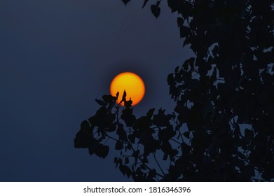  Posterize  image of sunset behind tree 
