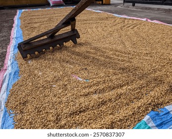 Post-Harvest Process: Drying and Leveling Rice Grains with a Wooden Tool