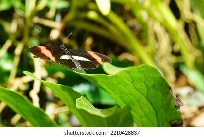 Postman Butterfly Rests In Butterfly House