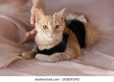 Postoperative Bandage On A Cat. Care Of A Pet After A Cavitary Operation (castration, Sterilization)