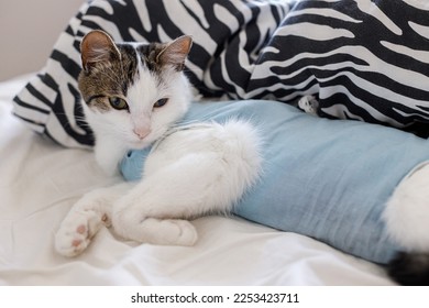 Post-operative Care after spaying. Adorable little kitty in special suit bandage recovering after surgery. Cute cat after spaying sleeping on bed in home. Pet sterilization