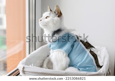 Post-operative Care after spaying. Adorable kitty portrait in special suit bandage recovering after surgery. Pet sterilization concept. Cute cat after spaying sitting in basket at window