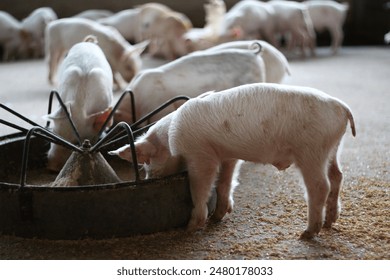 Post-weaning piglets eating food in farm - Powered by Shutterstock