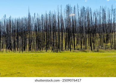 Post-wildfire landscape with charred trees and vibrant green grass in a serene setting during daylight hours - Powered by Shutterstock