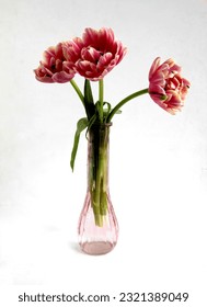 poda tulipanes rosados aislados