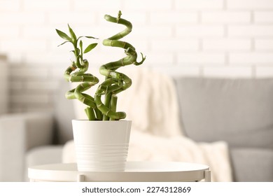Pot with bamboo plant on table in living room - Shutterstock ID 2274312869