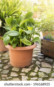 Pot With Banana Tree In Yard