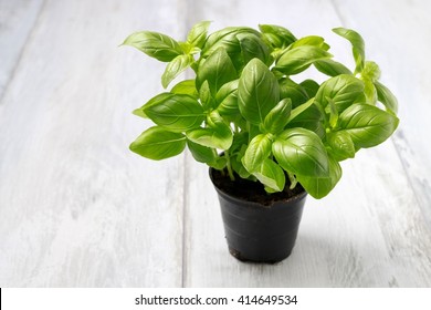 Pot With Basil Plant