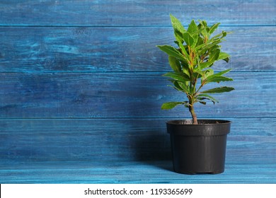 Pot With Bay Tree On Color Wooden Background