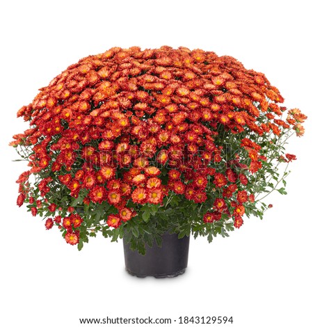 Pot of beautiful bicolor orange-red autumn chrysanthemums on white background