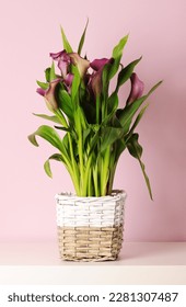 Pot with beautiful purple calla lilies - Shutterstock ID 2281307487