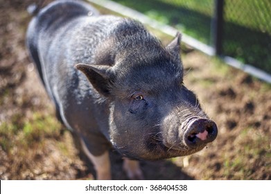 Pot Bellied Pig