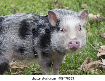 pot bellied pig in grass