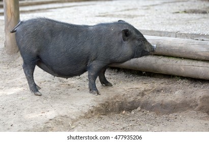 Pot bellied pig lying on ground