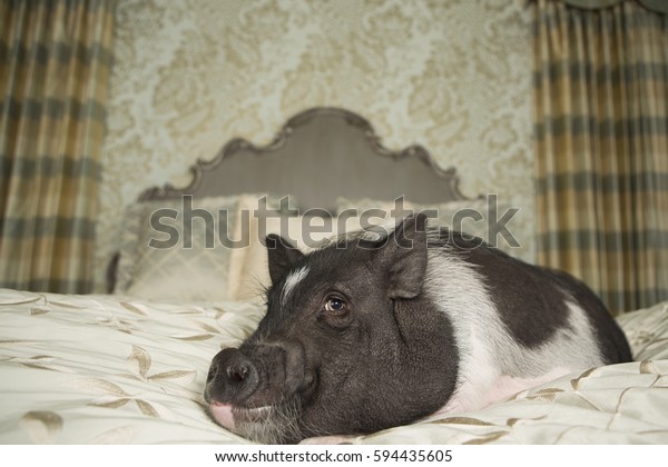 A pot\
bellied pig on a large bed with carved headboard and pillows, in a\
large mansion, an elegant home A domestic pet\

