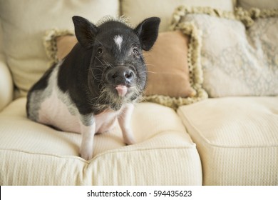 Pecpig