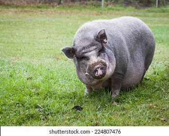 Pot Bellied Vietnamese Pig