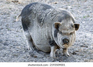 The Pot Belly Pig Is Hungry And Curious