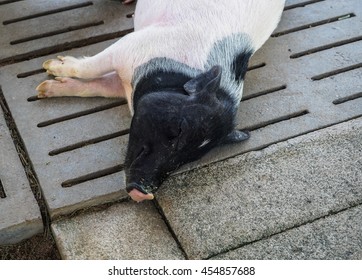 Pot Belly Pig Sleeping.