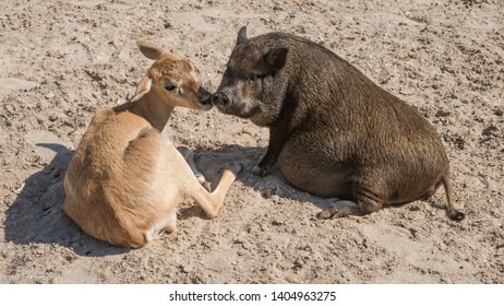 A Pot Belly Pig And Small Deer Who Are The Best Of Friends At A Hobby Farm