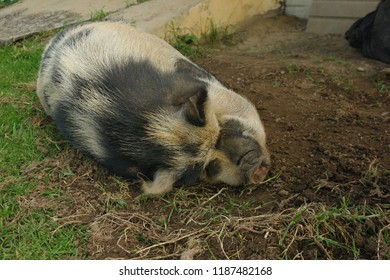 Pot belly pig (Sus scrofa domesticus) sleeping on the ground next to a farm house