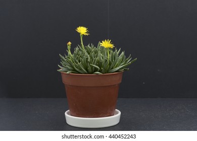 A Pot Of Bergeranthus With Blooming Yellow Flower, A Succulent Plant In Brown Pot And On White Base Plate. Isolated On Black Background.