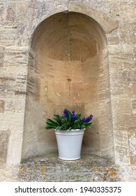 Pot Of Blue Hyacinth Bulbs In A Stone Alcove 