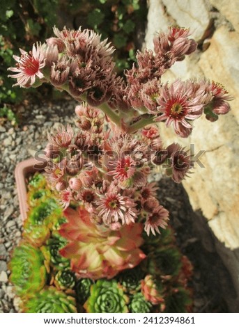 Pot Common houseleek (Sempervivum tectorum) flowering on a sunny terrace