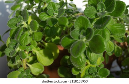 A Pot Of Cuban Oregano