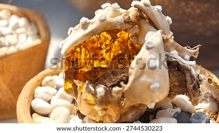 A pot of dead cactus explode from inside caused of rotting.
