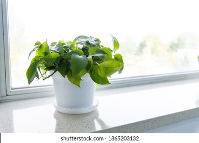 A Pot Of Epipremnum Aureum On Windowsill.