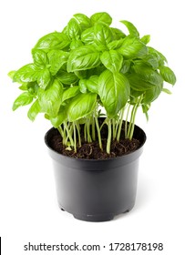Pot Of Fresh Basil Plant Isolated On White Background